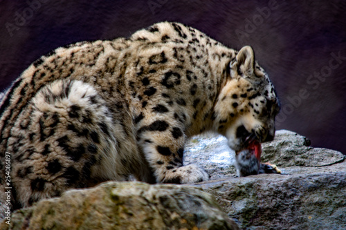 Photography snow leopard dining