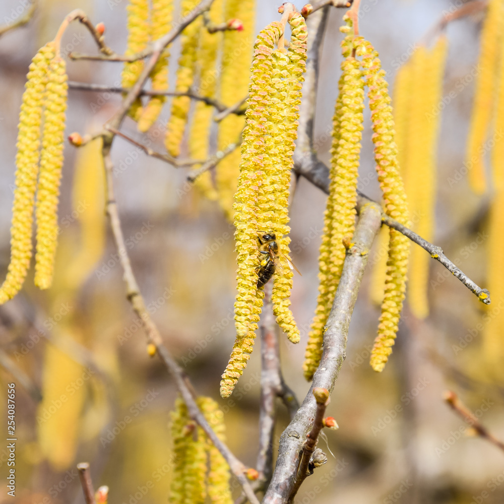 Pollination by bees earrings hazelnut. Flowering hazel hazelnut.