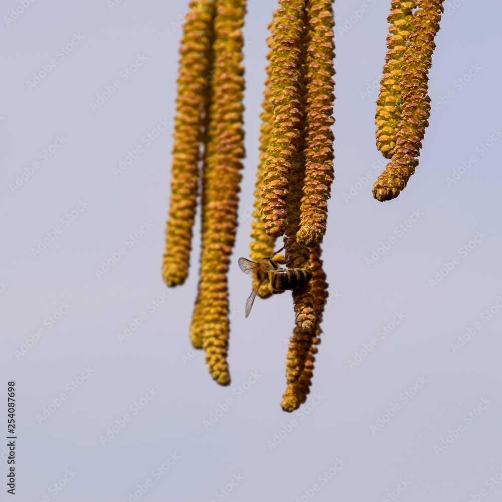 Pollination by bees earrings hazelnut. Flowering hazel hazelnut. Pollination by bees earrings hazelnut. Flowering hazel hazelnut.