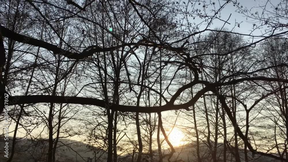 Walking on a forest road, early spring season, with beautiful light coming from sunset Walking on a forest road, early spring season, with beautiful light coming from sunset