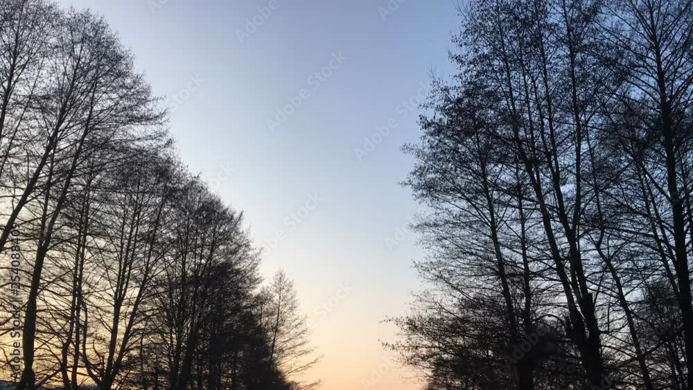 Walking on a forest road, early spring season, with beautiful light coming from sunset Walking on a forest road, early spring season, with beautiful light coming from sunset