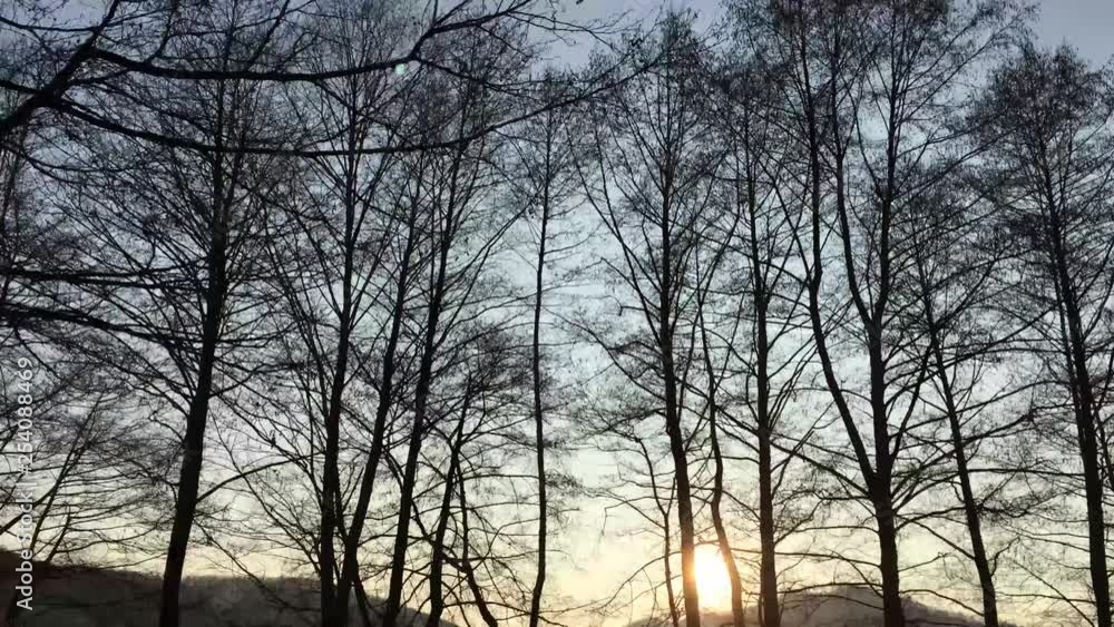 Walking on a forest road, early spring season, with beautiful light coming from sunset Walking on a forest road, early spring season, with beautiful light coming from sunset