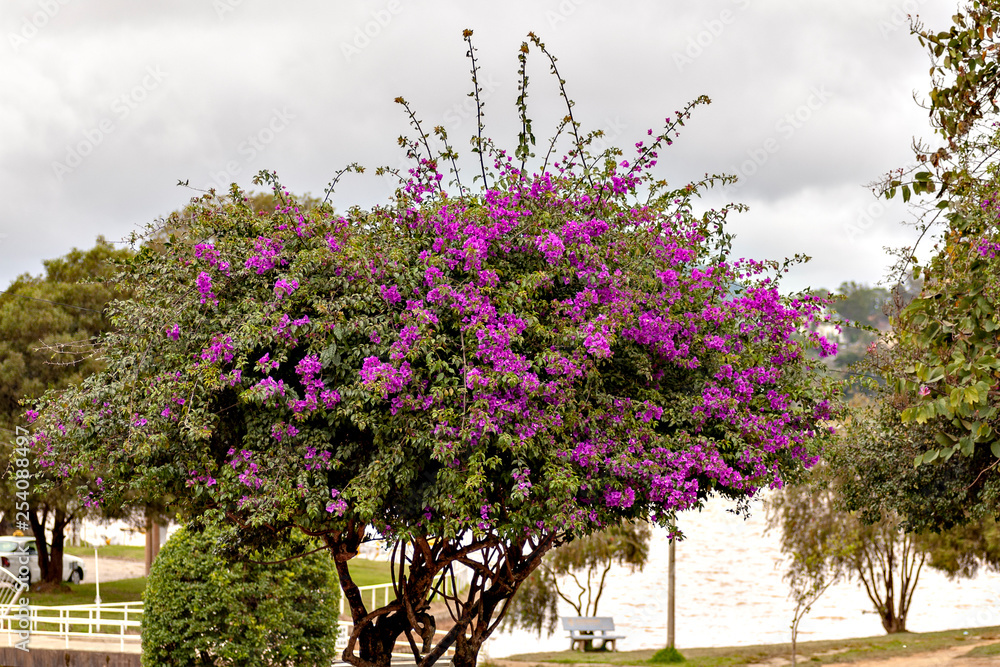 Bougainvillea in south east Asia Bougainvillea in south east Asia