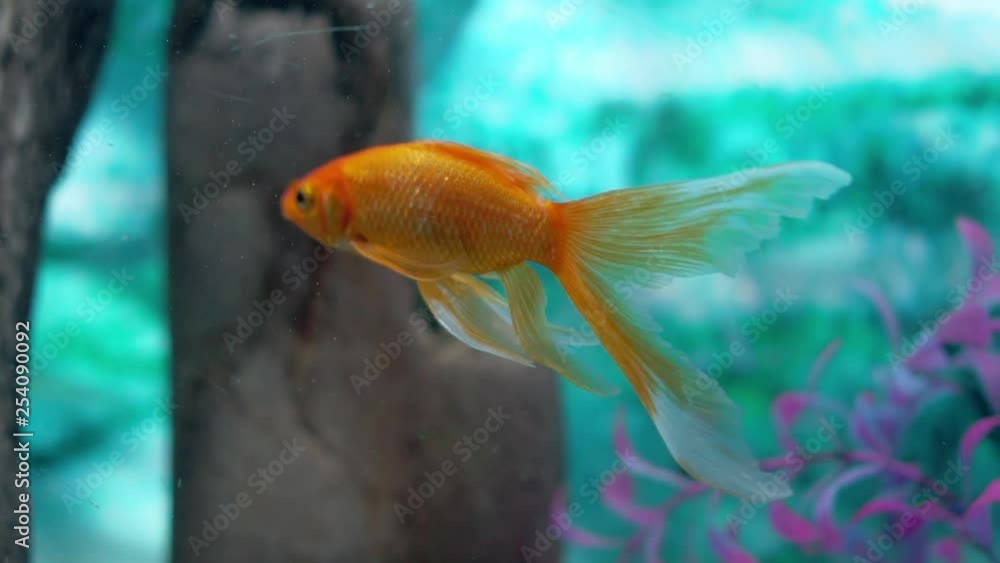 Comet goldfish in aquarium with more fish, gentile moving his fins to