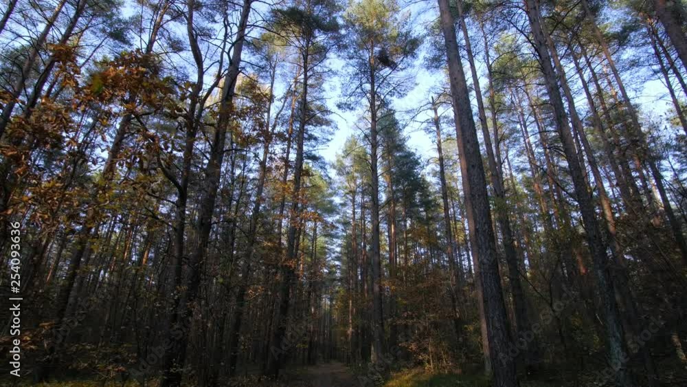 Personal Perspective of Walking on a Path in the Forest, Gimbal Shot. Pov of Hiker Walking on Trail Through the Forest.