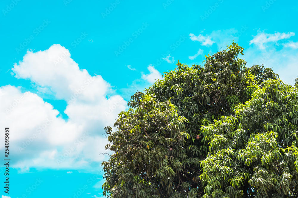 Obraz premium Mango tree standing with clouds behind