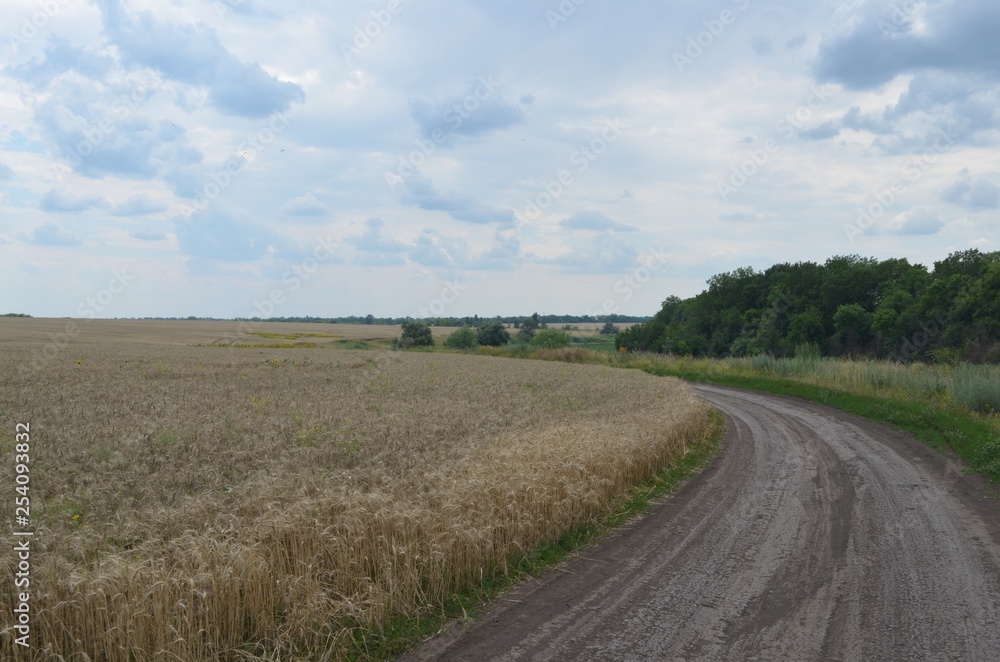 Wheat rye summer field visible clouds and sky road