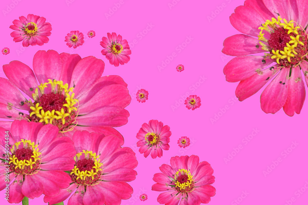 Beautiful pink flower on pink background Beautiful pink flower on pink background
