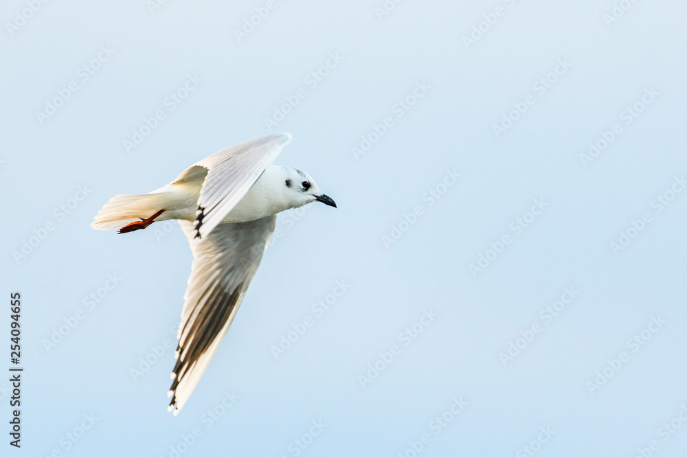Obraz premium ズグロカモメ(Saunders's gull)