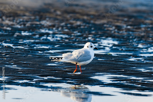 ズグロカモメ成鳥冬羽(Saunders's gull) photo