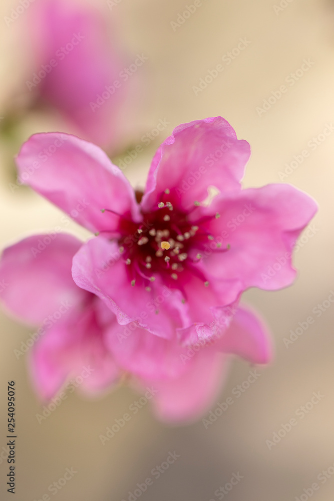Flors rosa de melocotonero
