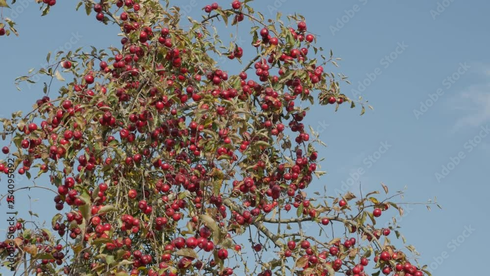 Apple trees with red apples in orchard. Blue sky background. Apple trees with red apples in orchard. Blue sky background.