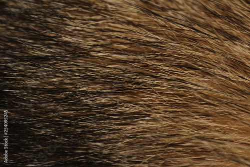 Close Up Husky Fur