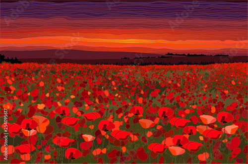 Bright poppy field with sunset sky vector illustration