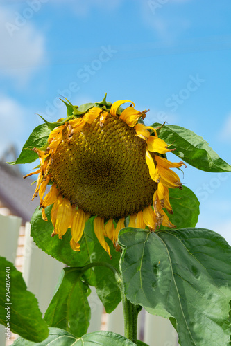 Big single sunflower