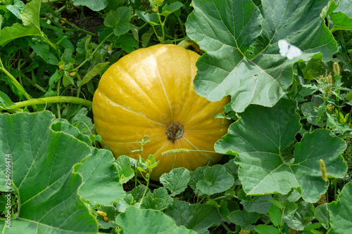 Ripe yellow pumpkin