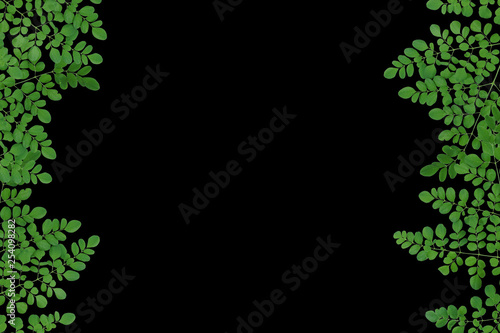 Moringa leaves on black background photo