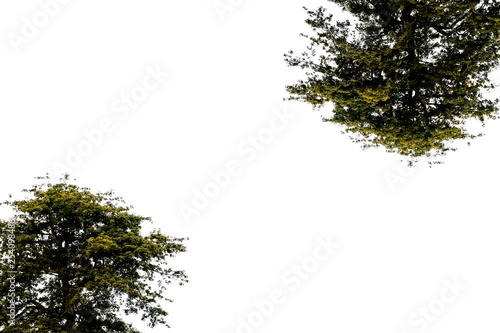 tree on white background 