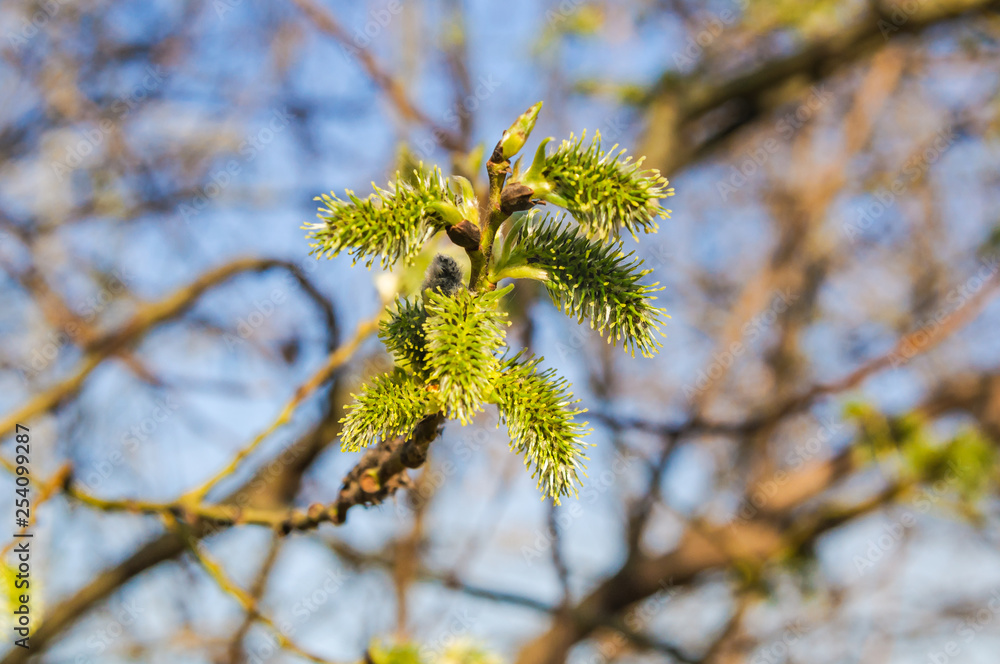 Willow (Salix) branch with flowering inflorescences in spring