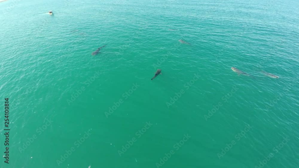 Aerial shot of a group of Whale Sharks Swimming in the Sea of Cortez, La Paz, Baja California Sur Aerial shot of a group of Whale Sharks Swimming in the Sea of Cortez, La Paz, Baja California Sur