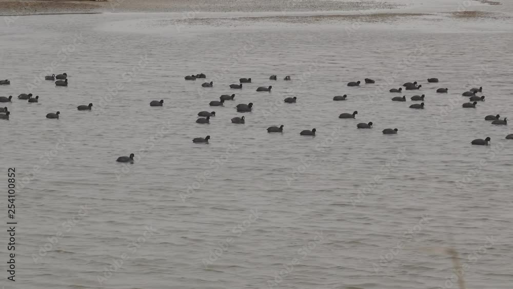 group of small ducks swiming group of small ducks swiming