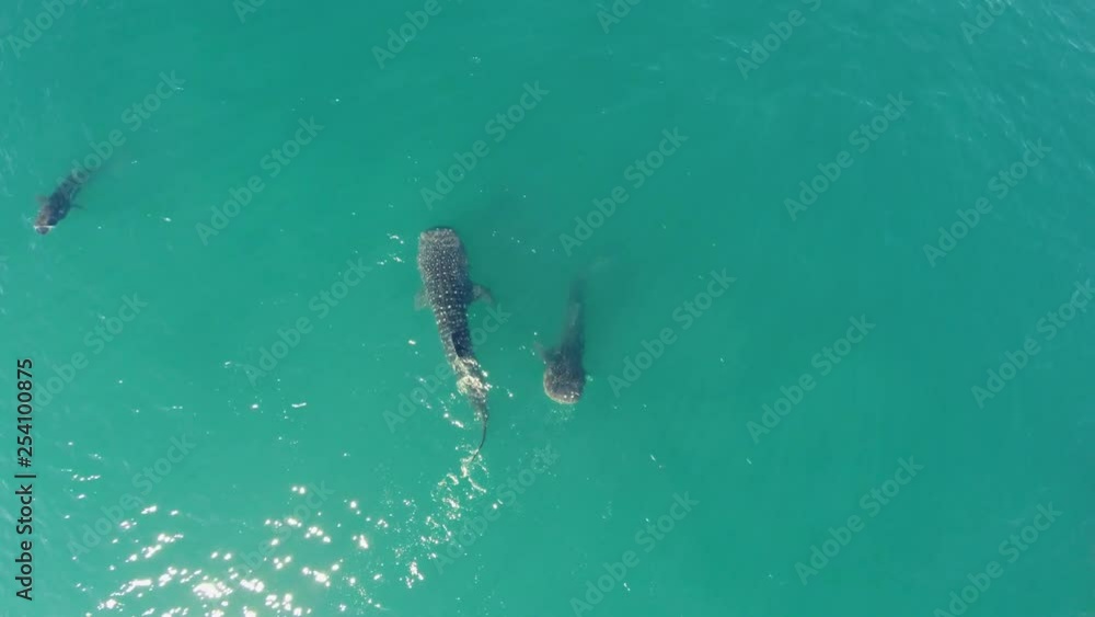 Aerial cenital plane shot of two Whale Sharks Swimming in the Sea of Cortez, La Paz, Baja California Sur Aerial cenital plane shot of two Whale Sharks Swimming in the Sea of Cortez, La Paz, Baja California Sur