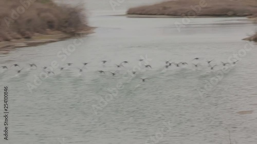 group of small ducks trying to fly photo