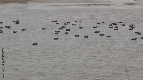 group of small ducks swiming photo