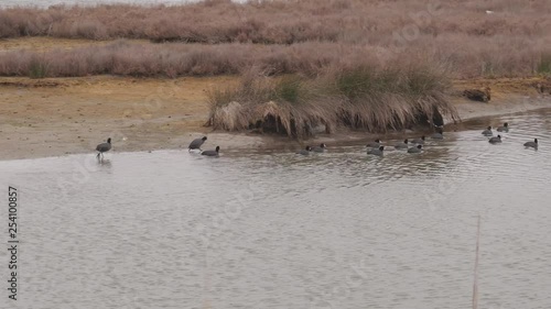 group of small ducks go to swim photo