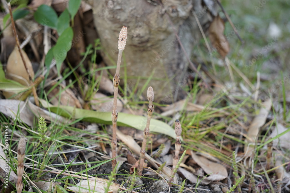 Fototapeta premium ツクシ