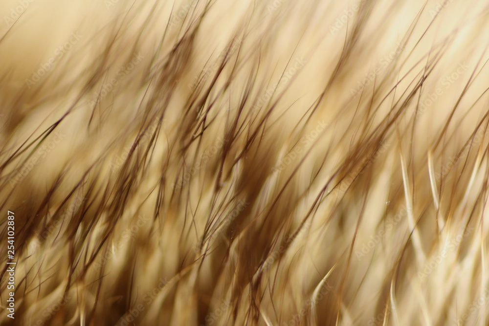 Fototapeta premium Streszczenie futra