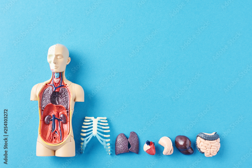 Human anatomy mannequin with internal organs on a blue background Stock