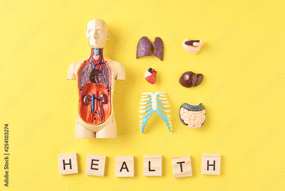 Human anatomy mannequin with internal organs and word HEALTH on a yellow background. Medical health concept