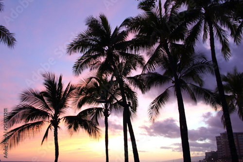 夕焼けに映えるヤシの木/ハワイ