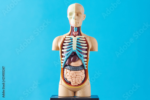 Human anatomy mannequin with internal organs on a blue background photo