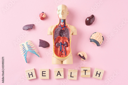 Fotografia Human anatomy mannequin with internal organs and word HEALTH on a pink background