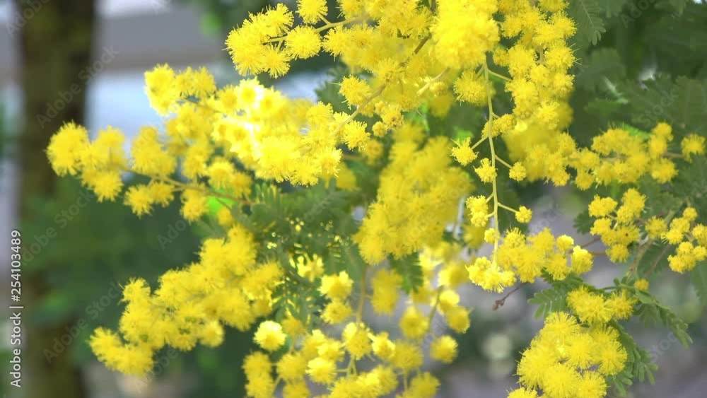ミモザ / Mimosa flower, Acacia dealbata ミモザ / Mimosa flower, Acacia dealbata