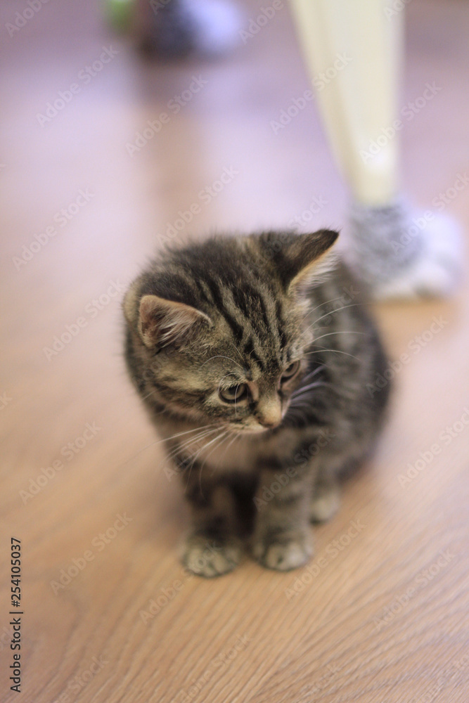 Kitten from above