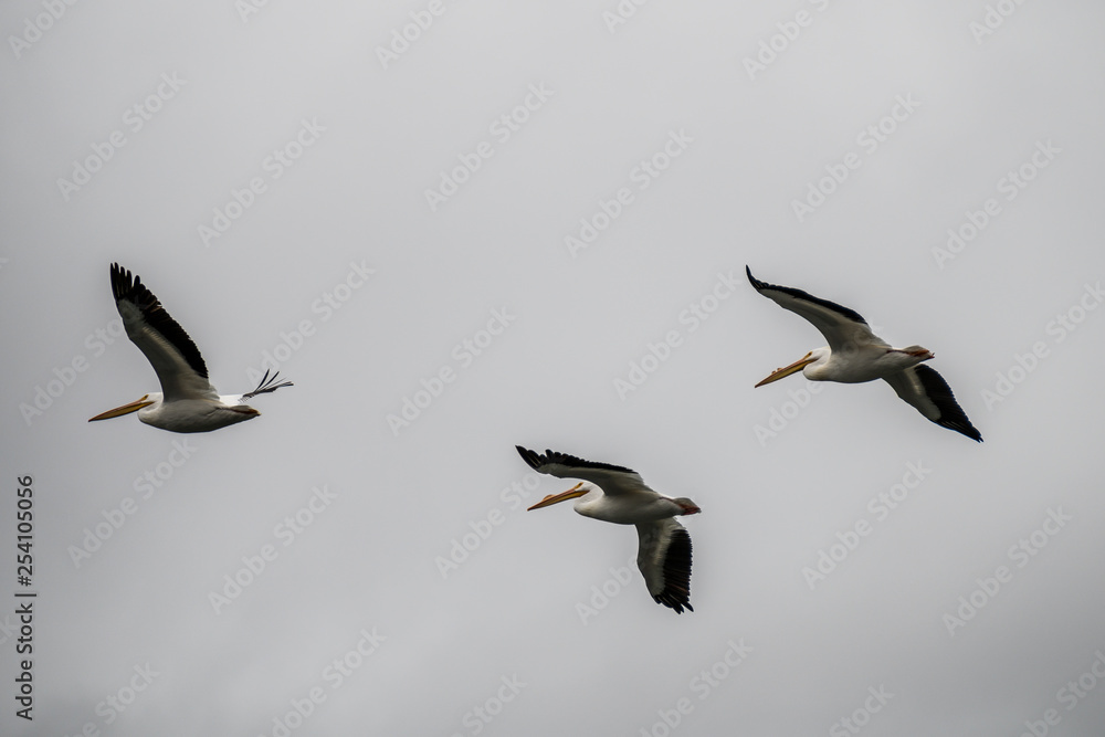 White Storks in flight