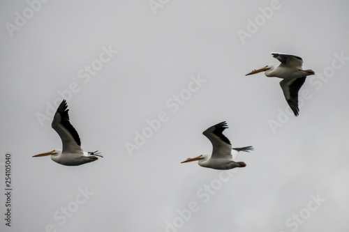 White Storks in flight © Tom Bauer