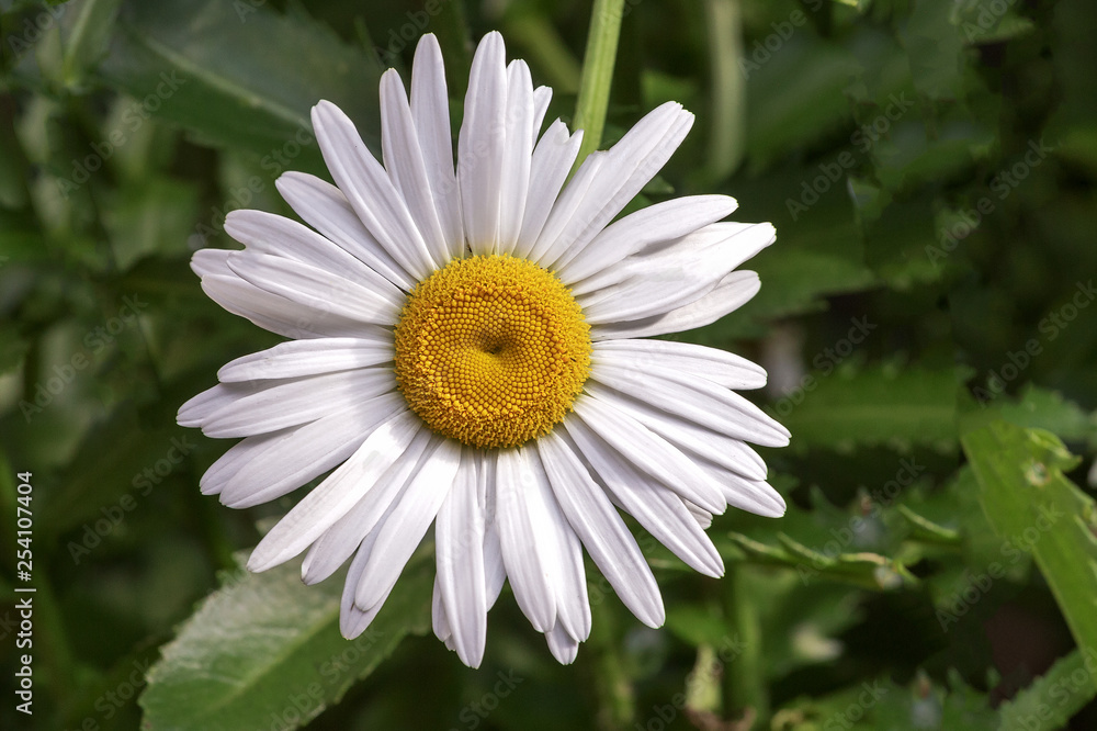 Awakening in nature,spring flowering plants. Awakening in nature,spring flowering plants.
