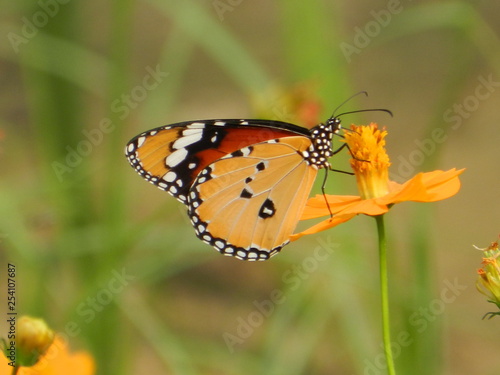 Butterfly on Flower © Chetan