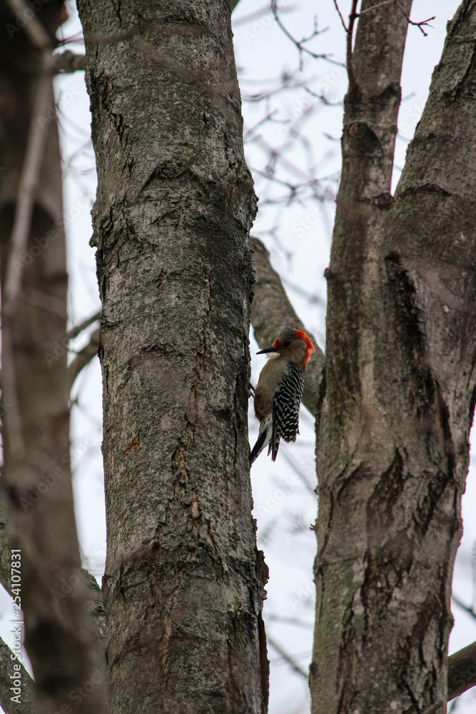 Red-headed woodpecker Red-headed woodpecker