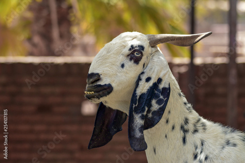 Goat © Naushad