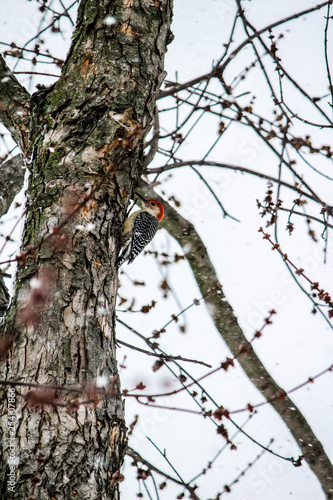 Red-headed woodpecker in snow