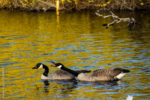 Angry goose