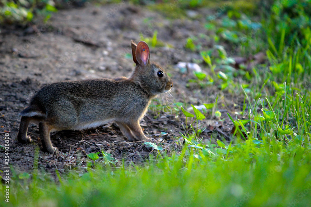 Fototapeta premium Wild rabbit