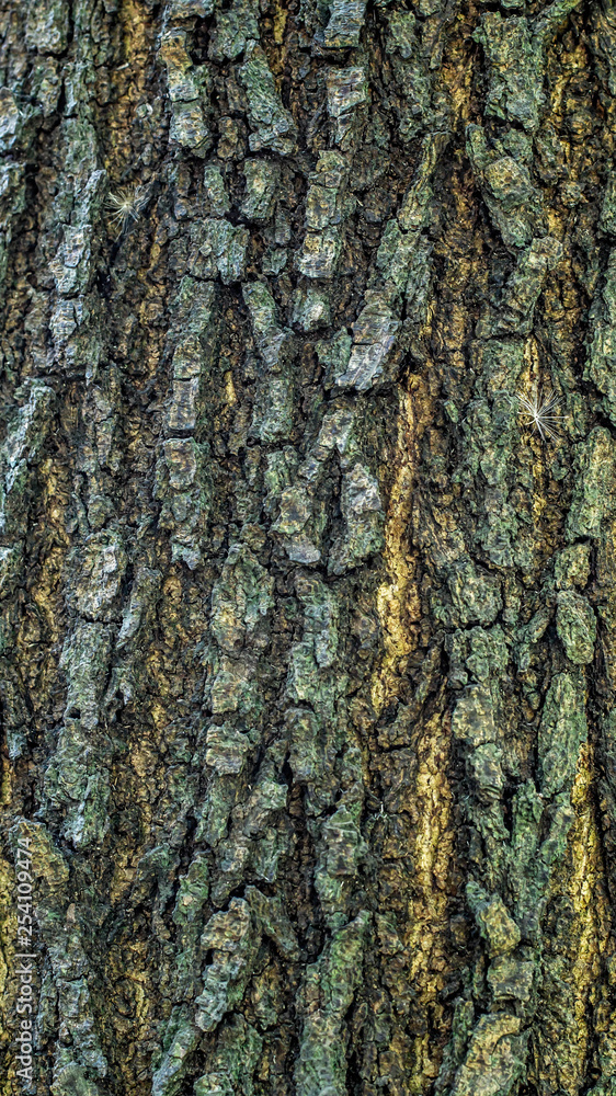 detail closeup of bark of a tree. natural abstract texture background detail closeup of bark of a tree. natural abstract texture background