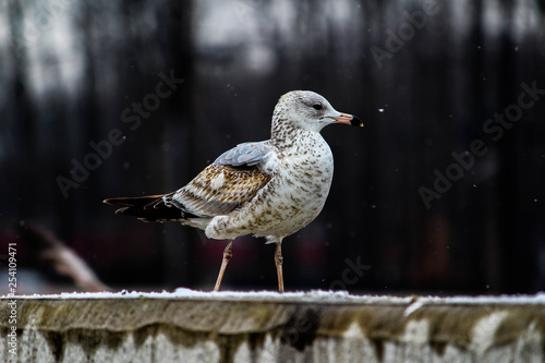 Seagull in snow