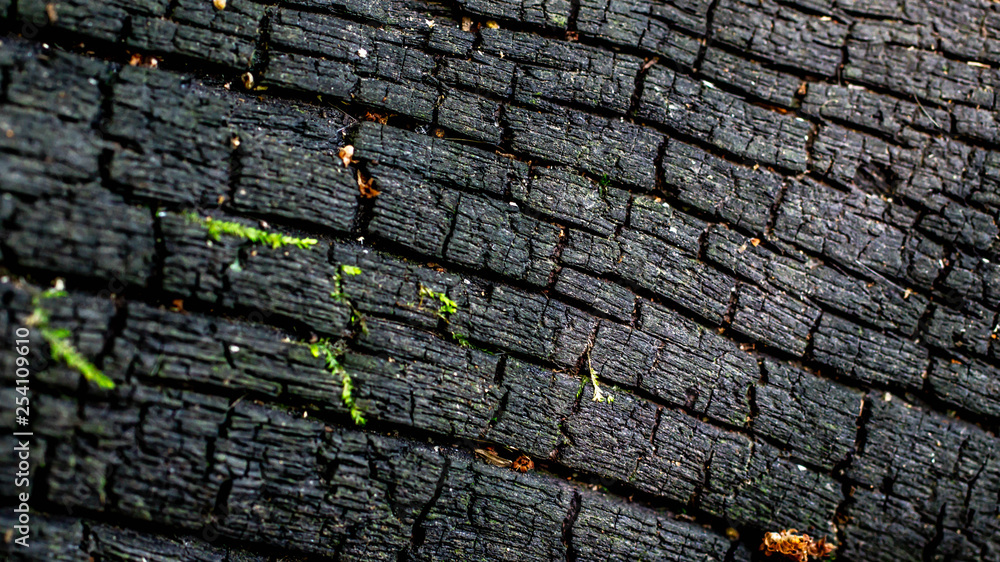 detail closeup of bark of a tree. natural abstract texture background detail closeup of bark of a tree. natural abstract texture background